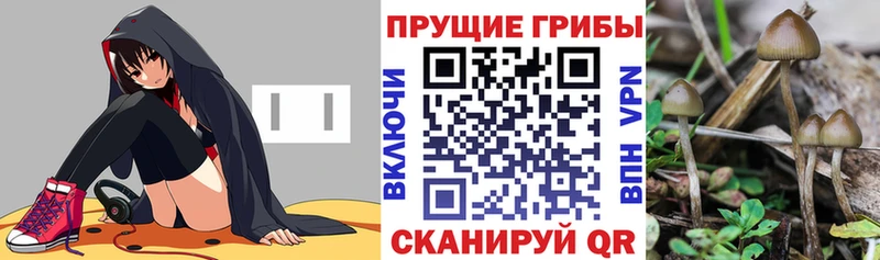 продажа наркотиков  Юхнов  Галлюциногенные грибы Magic Shrooms 